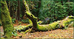 Muir Woods deadfall, looking like a dragon