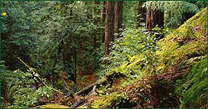 Tranquil California Forests