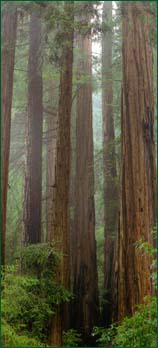 Morning mists shrowd this grove of mature Redwoods