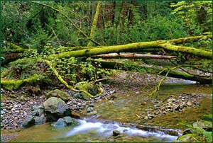 Muir Woods streams host rainbow trout, silver salmon, crayfish and steelhead